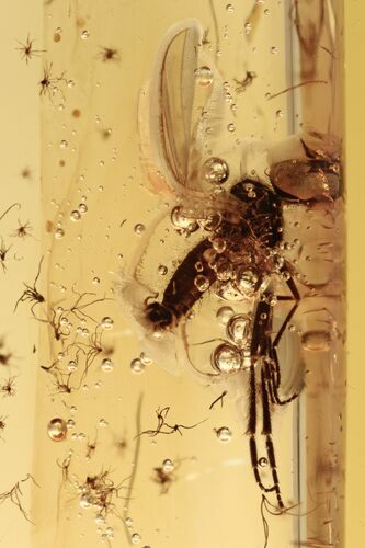 Detailed Fossil Flies (Empididae & Chironomidae) In Baltic Amber #270576